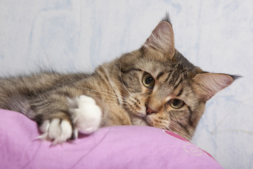 chat maine coon allongé et jouissant du confort