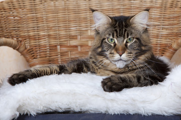 chat maine coon à l'air méchant allongé sur un tapis