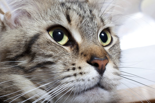 portrait de maine coon en tr&egrave;s gros plan