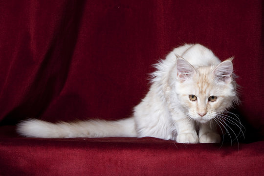 chat maine coon blanc assis pr&ecirc;t &agrave; bondir ou sauter