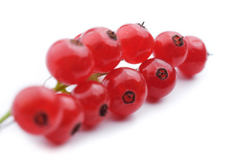 Red currant