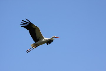 Fliegender Weißstorch