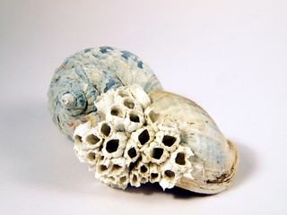 schnecke
