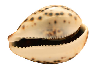 Exotic sea shell