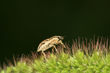 weevil