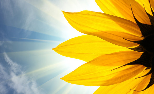 Fototapeta Sunflower in rays of sun over sky background