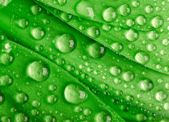 Green leaf with waredrops.