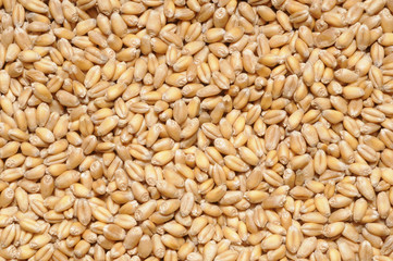 background of wheat grains, full image