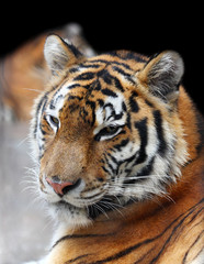 Siberian tiger