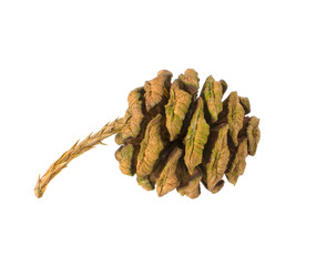 sequoia cone