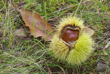 Ch&acirc;taigne dans sa bogue