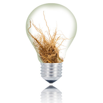 lampadina radice