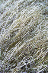 grass frost