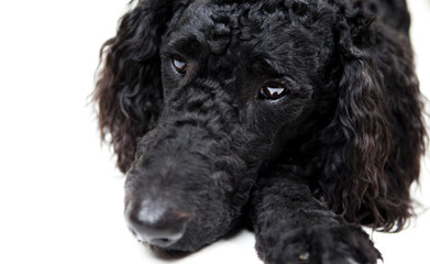 portrait von einem schwarzen hund