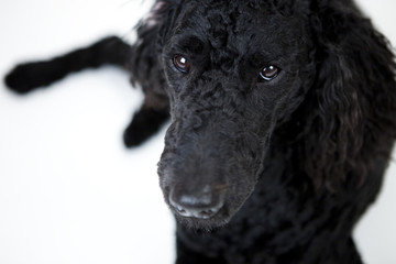 portrait von einem schwarzen hund