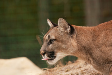 Puma with tongue out