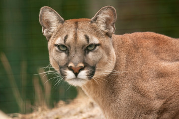 a fly on the nose of a puma