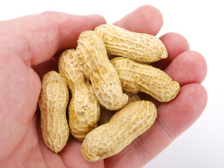 Hand holding peanuts
