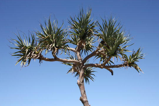 Cabbage tree palm