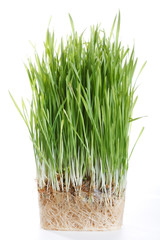 green grass with roots isolated