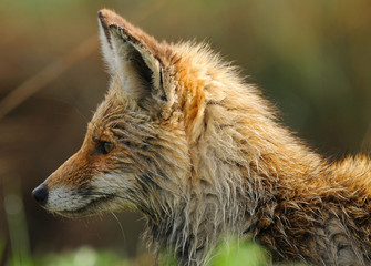 Red fox