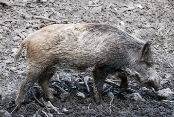 young wild boar