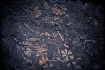 flowers in coal stratum