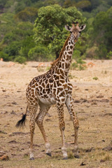 Maasai Giraffe