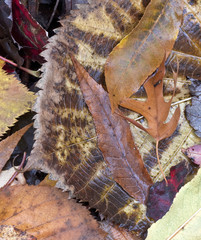 Autumn leaves