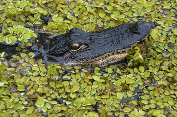 Alligator