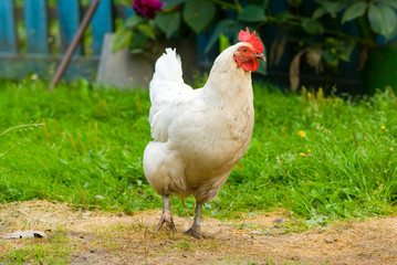 Hen walking on a grass