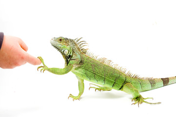 Iguana is shaking hands