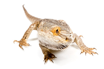 Bearded Dragon (pogona vitticeps) isolated on a white background