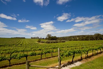 Zelfklevend Fotobehang View of a vineyard © Richard Majlinder