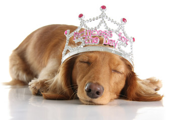 Sleepy dachshund princess