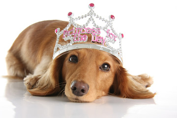 Dachshund princess © Barbara Helgason
