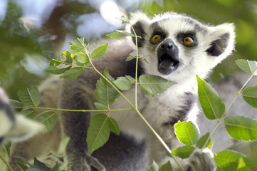 Lemur