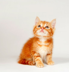 Yellow kitten on white