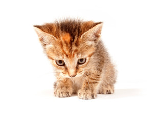 Tabby kitten looking up