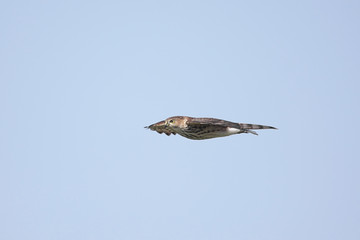 Sharp-shinned Hawk In Flight