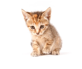 Tabby kitten looking up