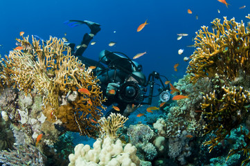 underwater cameraman