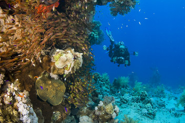 Fototapeta na wymiar underwater reef with underwater photographer