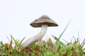 Gebogener Pilz