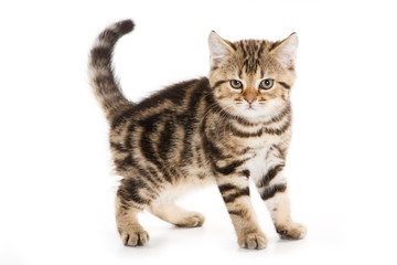 Fototapeta na wymiar Szkocki złóż Kitten na białym tle