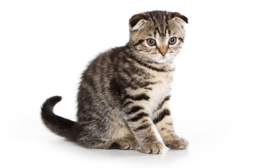 Scottish Fold kitten on white background