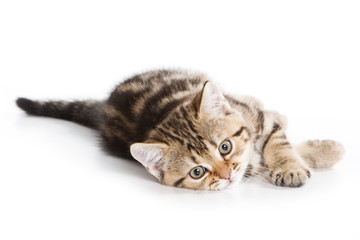 Obraz premium Scottish Fold kitten on white background