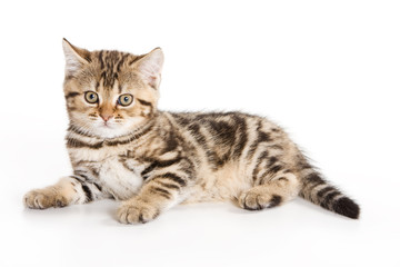 Scottish Fold kitten on white background