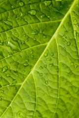 Fototapeta na wymiar Macro in leaf.