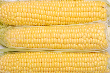 background from the cob of corn
